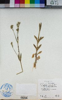 Silene antirrhina image