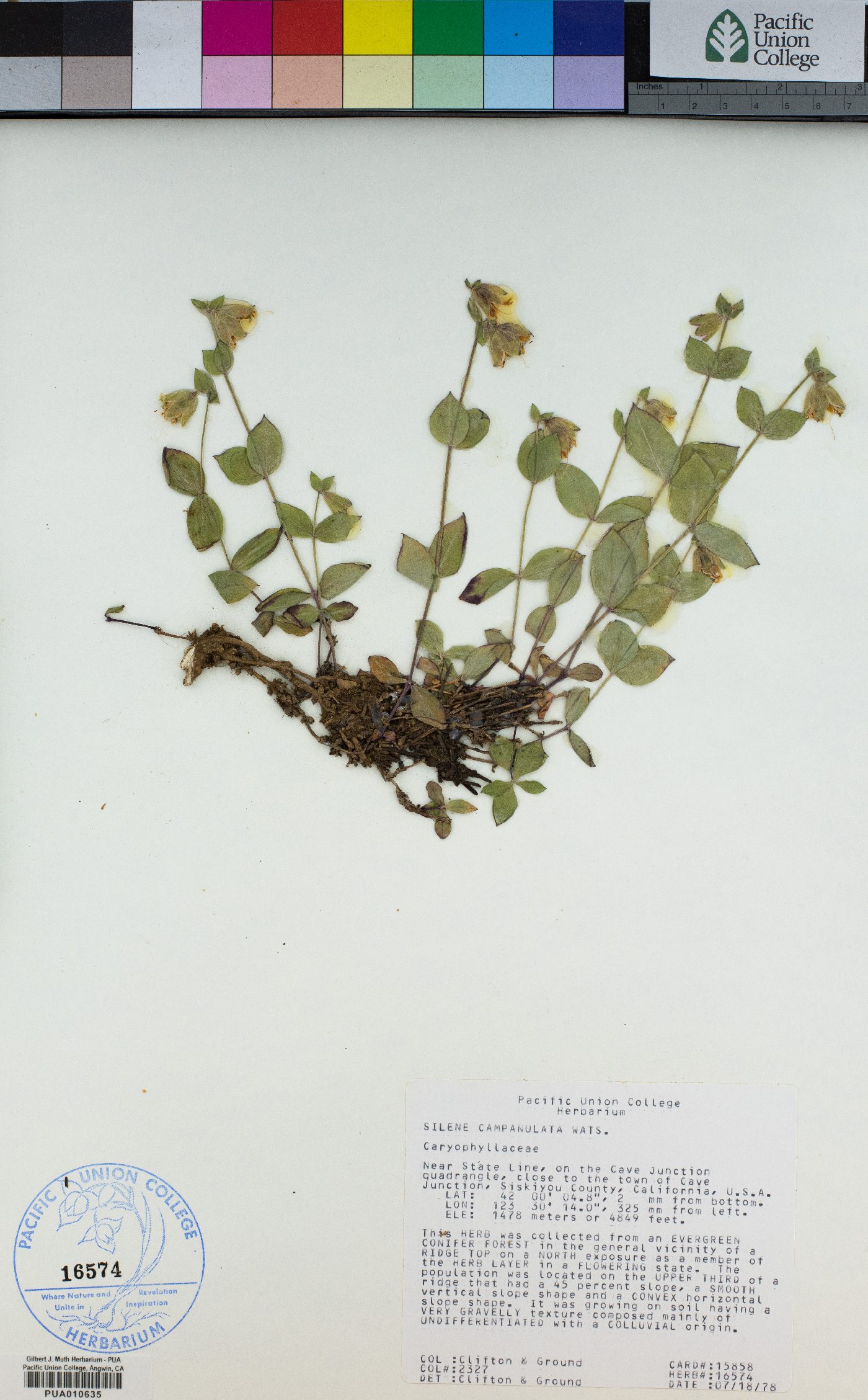 Silene campanulata image