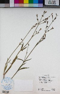 Silene verecunda image