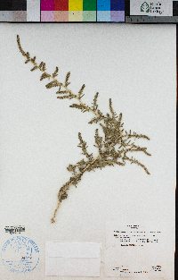 Bassia hyssopifolia image