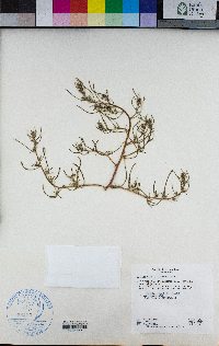 Salsola kali image