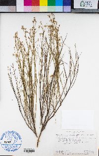Crocanthemum aldersonii image