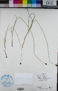 Carex abrupta image