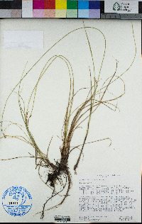 Carex echinata subsp. echinata image