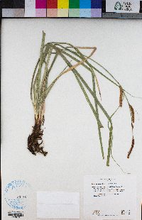 Carex barbarae image