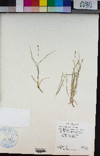 Carex disperma image