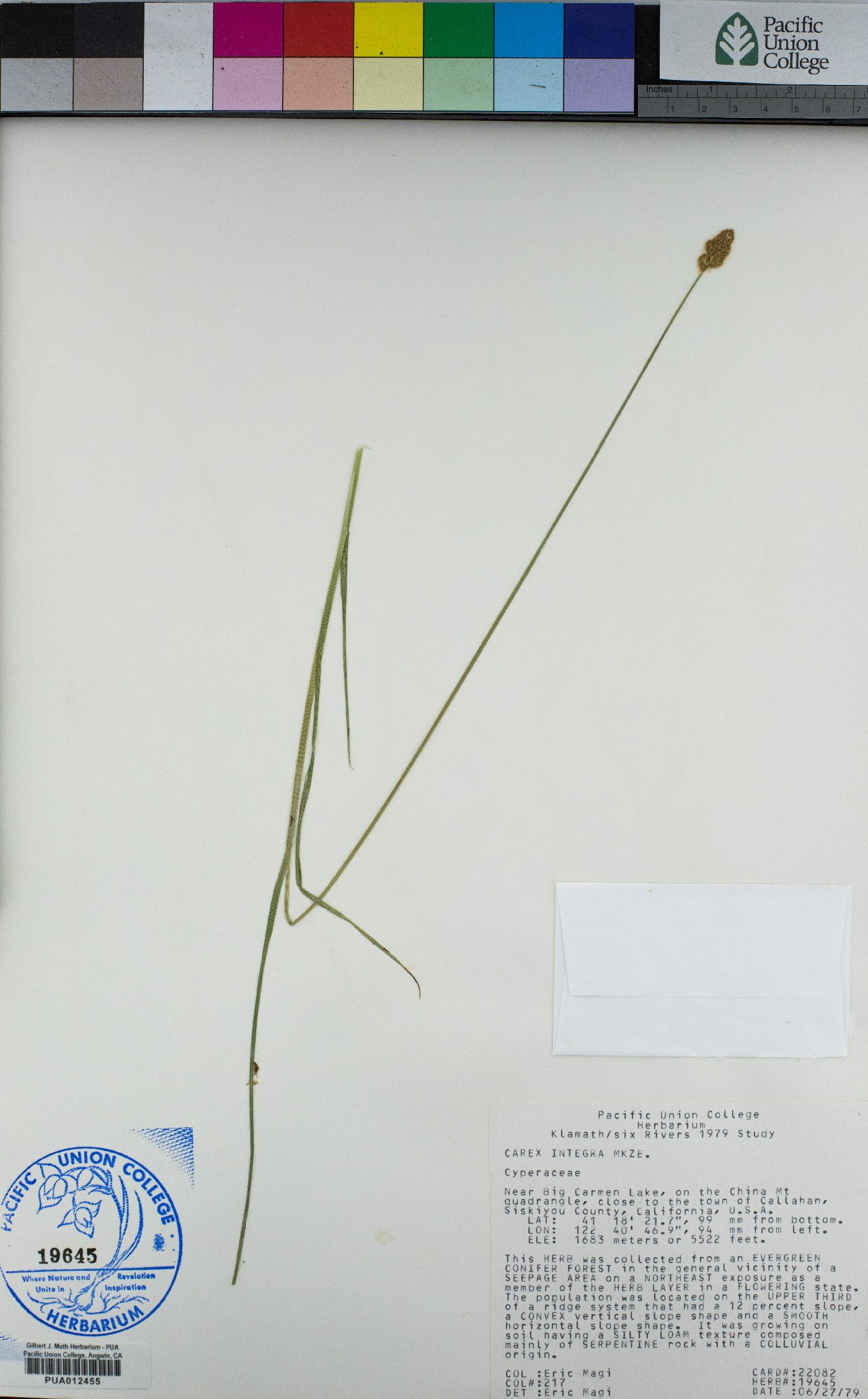 Carex integra image