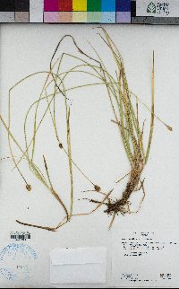 Carex jonesii image