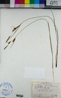 Carex lanuginosa image