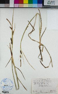 Carex lanuginosa image