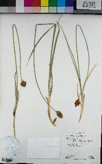 Carex mariposana image