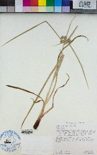 Cyperus eragrostis image