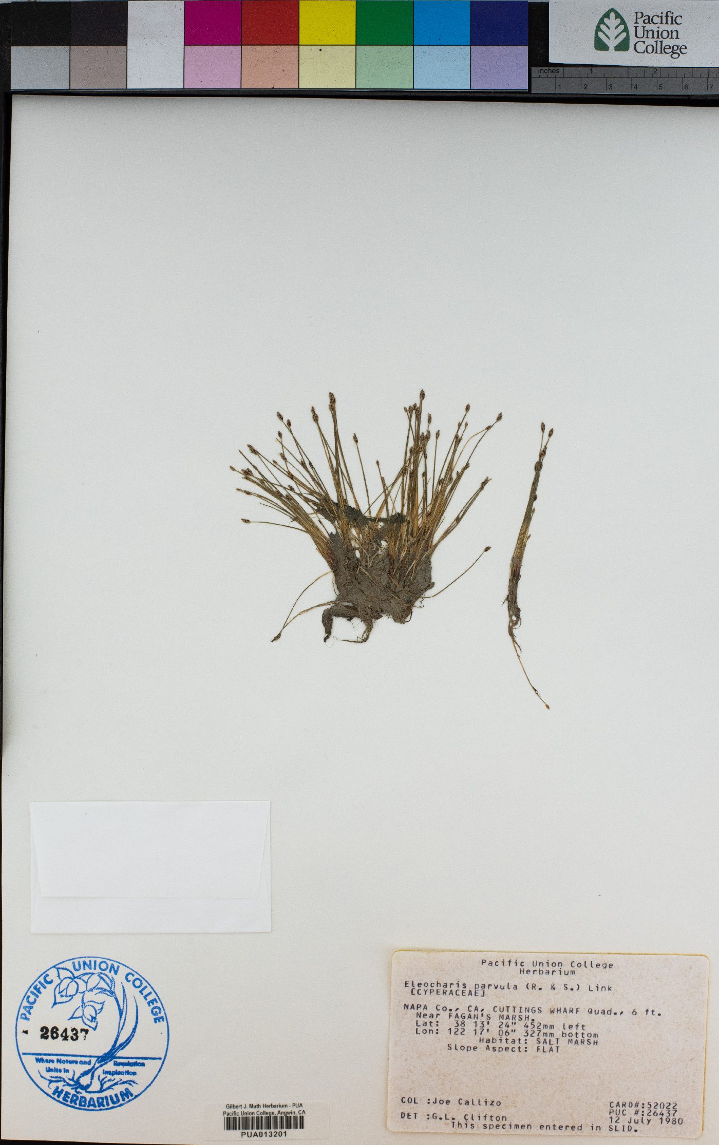 Eleocharis parvula image