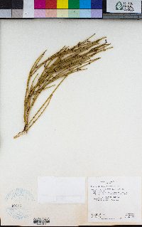 Ephedra viridis image