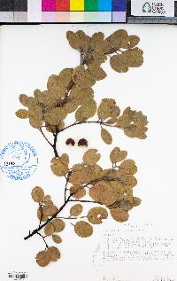 Arctostaphylos manzanita image