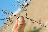 Eriogonum baileyi image