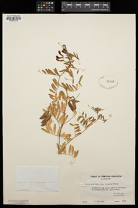 Vicia americana subsp. americana image