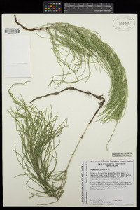 Equisetum arvense image