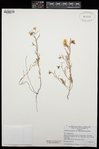 Camissonia campestris image