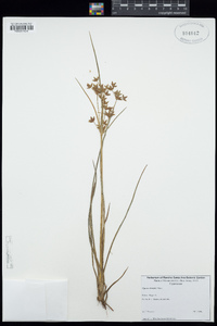 Cyperus dentatus image