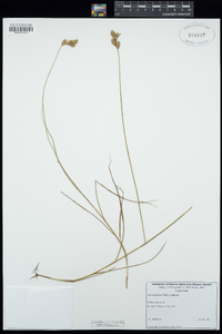 Carex straminea image