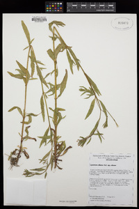 Epilobium ciliatum image