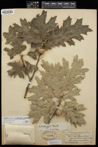 Quercus kelloggii image