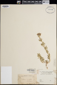 Verbena pulchella image
