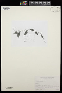 Matelea gracilis image