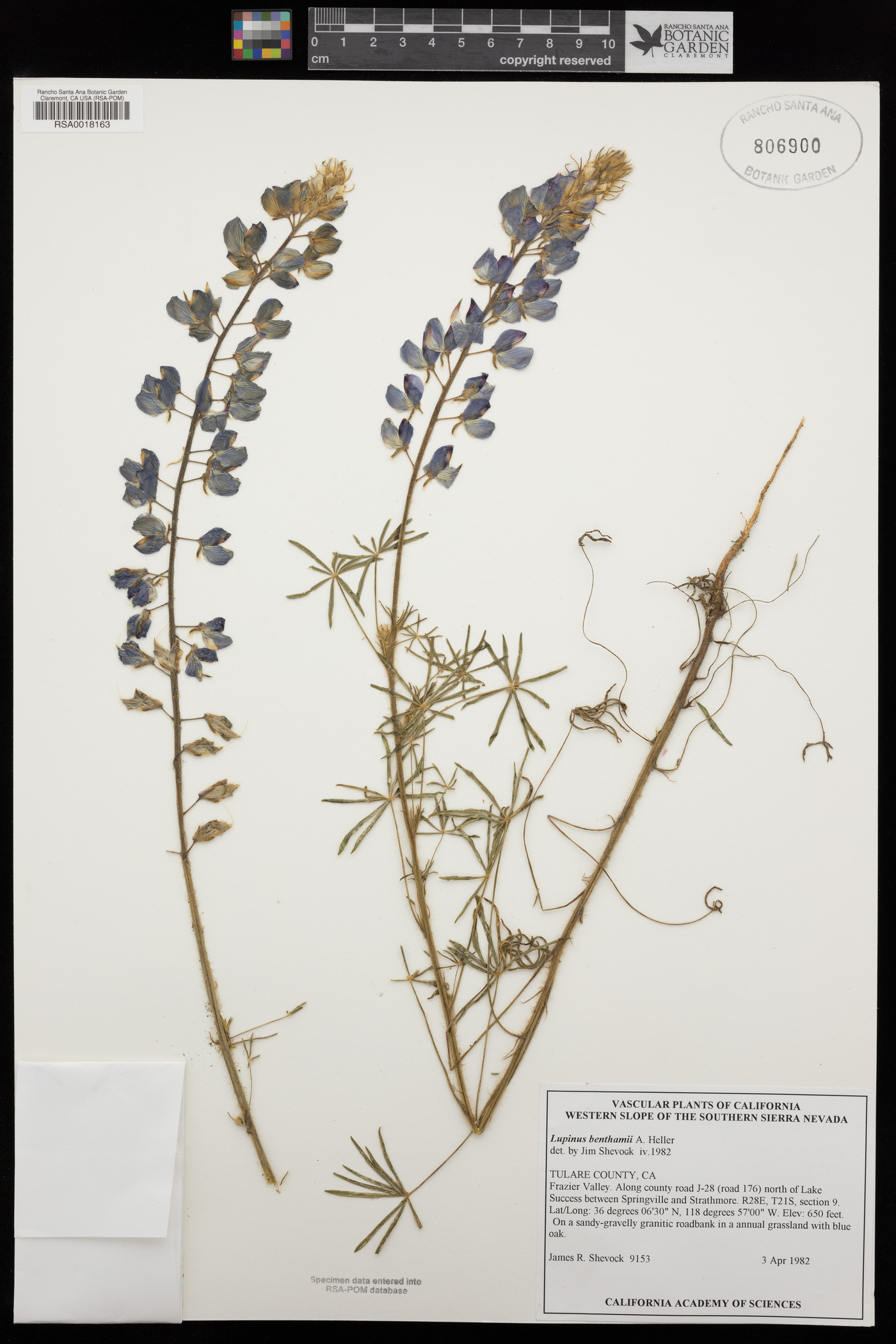 Lupinus benthamii image