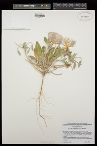 Oenothera deltoides image