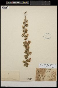 Ribes lasianthum image