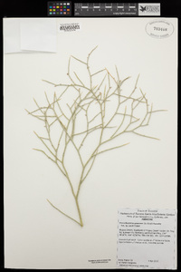 Psorothamnus spinosus image