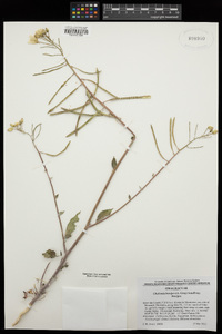 Chylismia brevipes subsp. brevipes image