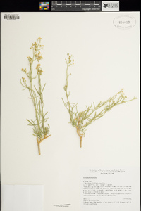 Lepidium fremontii image