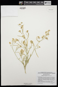 Lepidium fremontii image