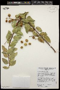 Prunus ilicifolia image