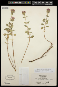 Monardella villosa subsp. subserrata image