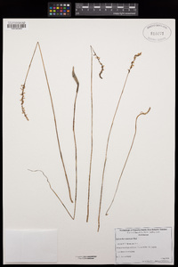 Spiranthes tuberosa image