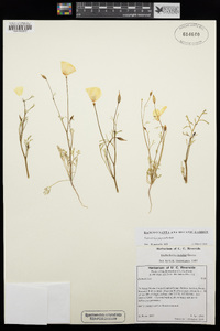 Eschscholzia papastillii image