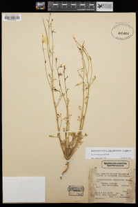 Eschscholzia papastillii image