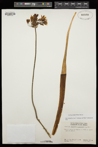 Triteleia guadalupensis image