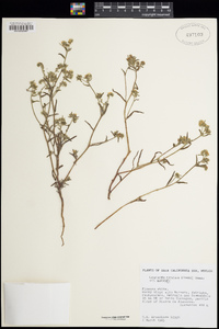 Cryptantha maritima image