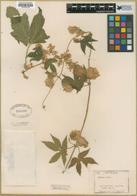 Humulus lupulus image