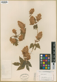 Humulus lupulus image