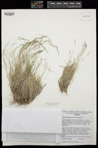 Muhlenbergia arsenei image