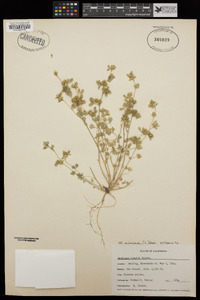 Medicago minima image