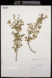 Quercus berberidifolia image