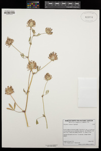 Trifolium willdenovii image