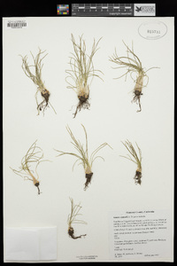 Isoetes nuttallii image